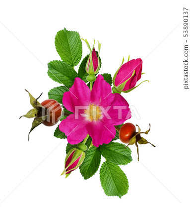 Floral composition with wild rose flowers and 53890137