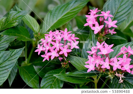 Pink pentas blooming in Mitaka Nakahara 53890488
