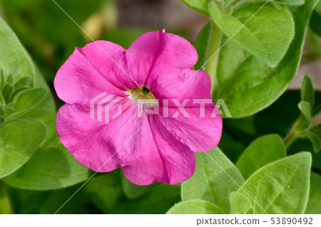 Pink Petunia blooming in Mitaka Nakahara Pink Petunia blooming in Mitaka Nakahara 53890492