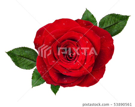 Red rose flower rosette with drops of water and Red rose flower rosette with drops of water and 53890561