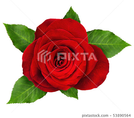 Red rose flower rosette with leaves Red rose flower rosette with leaves 53890564