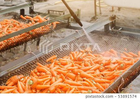 The process of cleaning freshly harvested carrots 53891574