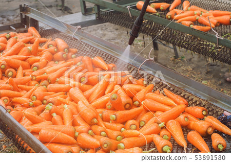 The process of cleaning carrot using high water 53891580