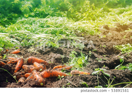 Harvesting carrot on the field. Growing organic 53891581