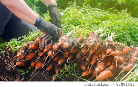 A farmer harvesting carrot on the field. Growing 53891582