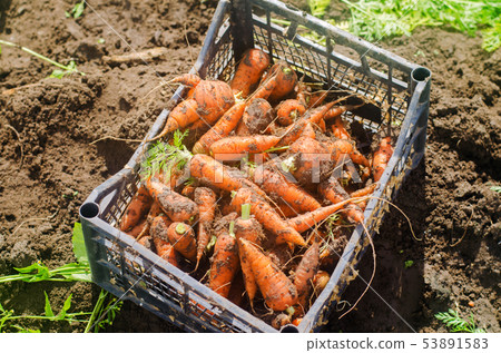 Harvesting carrot on the field. Growing organic 53891583