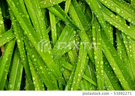 草和水滴 草和水滴 53892271