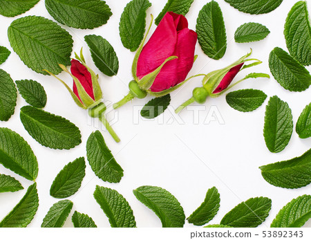 Wild rose flowers and leaves 53892343