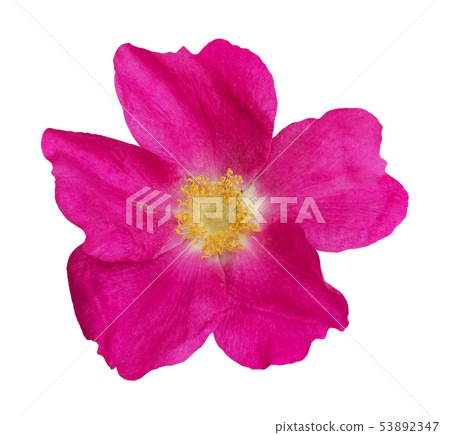 Wild rose flower 53892347