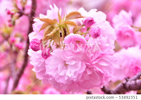 雙櫻花 53892351