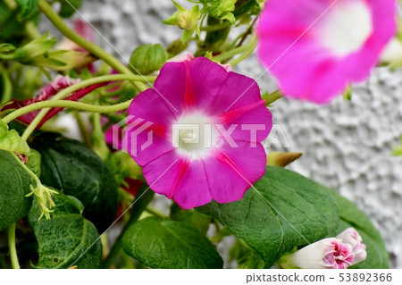 在三鷹中原開花的粉紅色的牽牛花 在三鷹中原開花的粉紅色的牽牛花 53892366
