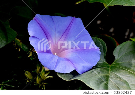 開花在三鷹中原的藍色和紫色牽牛花花 開花在三鷹中原的藍色和紫色牽牛花花 53892427