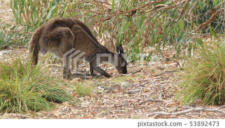Red Kangaroo, Macropus rufus, grazing Red Kangaroo, Macropus rufus, grazing 53892473