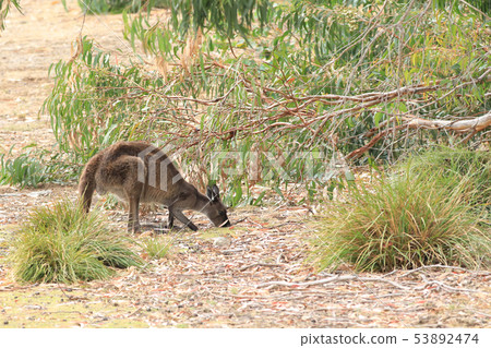 Red Kangaroo, Macropus rufus, eating Red Kangaroo, Macropus rufus, eating 53892474