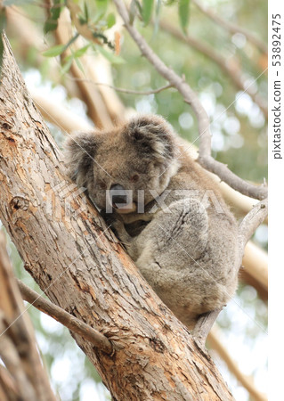 Vertical of Koala, Phascolarctos cinereus, resting Vertical of Koala, Phascolarctos cinereus, resting 53892475