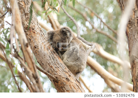 Koala, Phascolarctos cinereus, on a tree 53892476