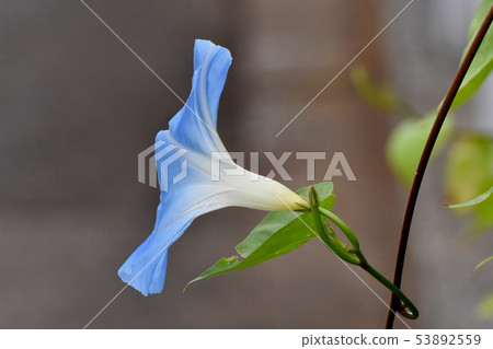Blue morning glory flower to be in Mishima Nakahara 53892559