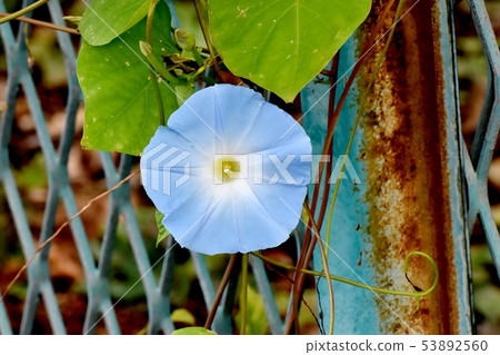 Blue morning glory flower to be in Mishima Nakahara 53892560