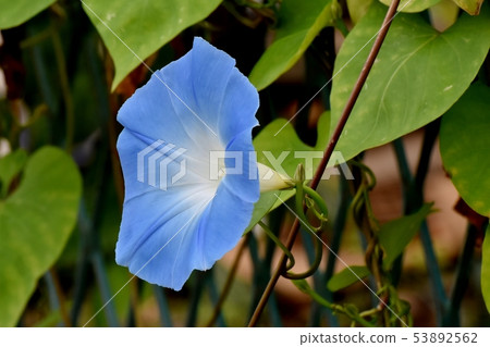 藍色牽牛花花在三島中原 53892562
