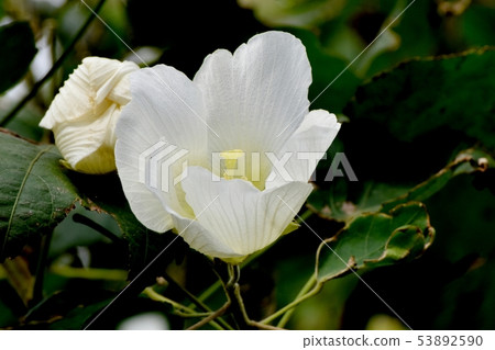 White Makuge flower blooming in Mikasa Nakahara White Makuge flower blooming in Mikasa Nakahara 53892590