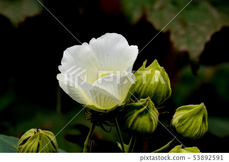 White Makuge flower blooming in Mikasa Nakahara White Makuge flower blooming in Mikasa Nakahara 53892591