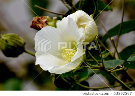 White Makuge flower blooming in Mikasa Nakahara 53892597