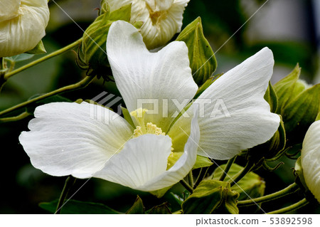 White Makuge flower blooming in Mikasa Nakahara White Makuge flower blooming in Mikasa Nakahara 53892598