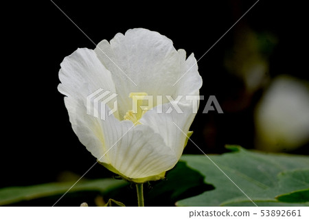 開花在三鷹中原的桃紅色花 開花在三鷹中原的桃紅色花 53892661