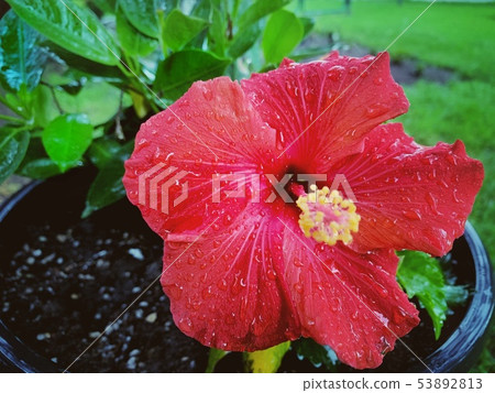 Hibiscus wet to the rain 53892813
