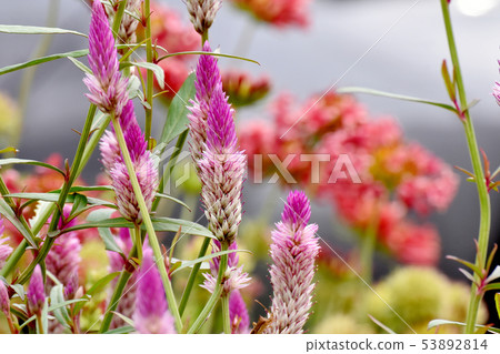 Pink noge toe blooming in Mitaka Nakahara 53892814