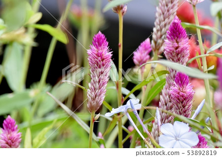Pink noge toe blooming in Mitaka Nakahara 53892819