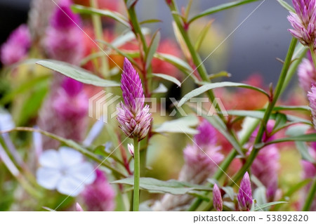 粉紅色的noge腳趾在三鷹中原開花 53892820