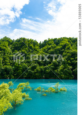 Underwater tree 53893005