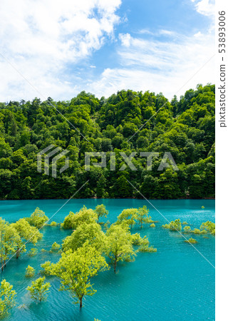 水下的樹 水下的樹 53893006