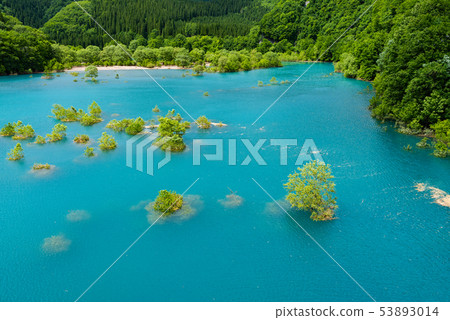 Underwater tree Underwater tree 53893014