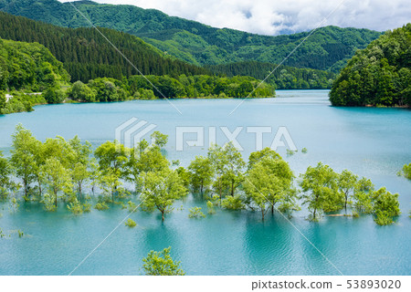 Underwater tree Underwater tree 53893020