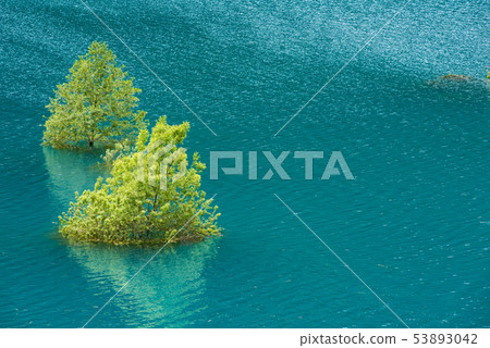 Underwater tree 53893042