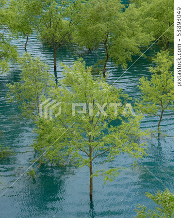 Underwater tree 53893049