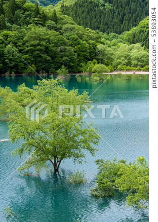 Underwater tree Underwater tree 53893054