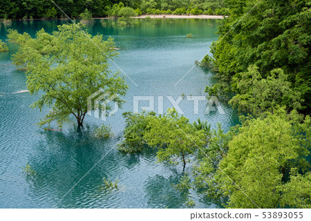 Underwater tree 53893055