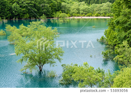 水下的樹 53893056