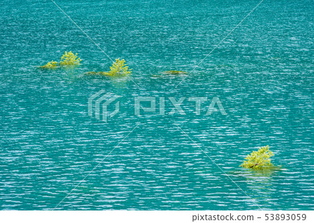 水下的樹 53893059