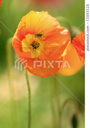 Iceland Poppy 53893528