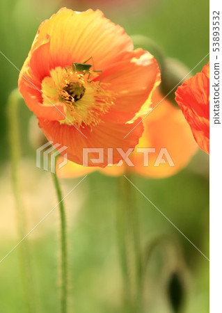 Iceland Poppy 53893532