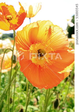 Iceland Poppy Iceland Poppy 53893545