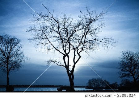 Silhouette of bare tree and dark sky 53893824