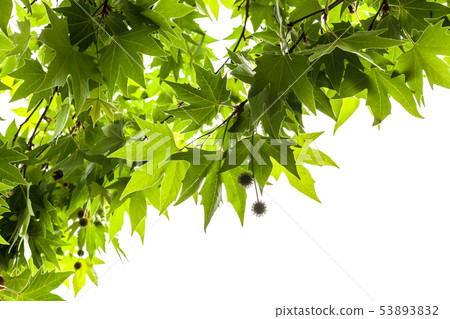 Leaves and fruits of a London plane 53893832