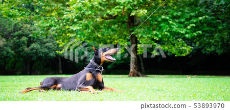 Doberman lying on the grass 53893970