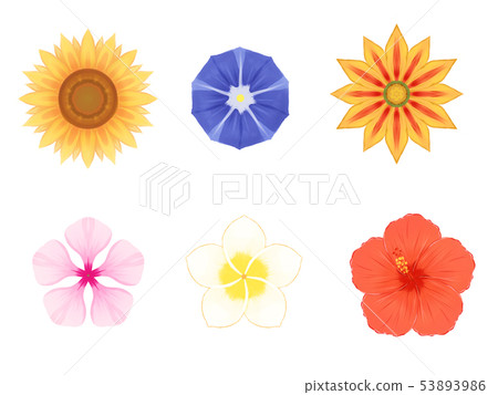夏天花圖標 夏天花圖標 53893986
