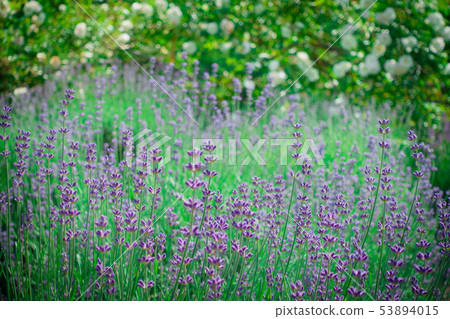 Lavender: Hanaho (before flowering) Kita-Azumi-gun Ikeda-cho Lavender: Hanaho (before flowering) Kita-Azumi-gun Ikeda-cho 53894015